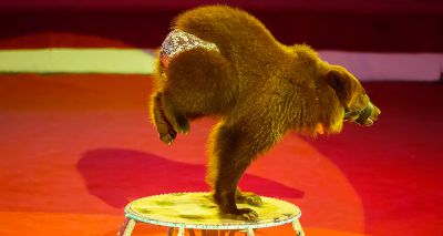 Charities call for Europe-wide ban on wild animals in circuses